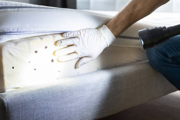 Best Cockroach Control Services  in Solana Beach, CA