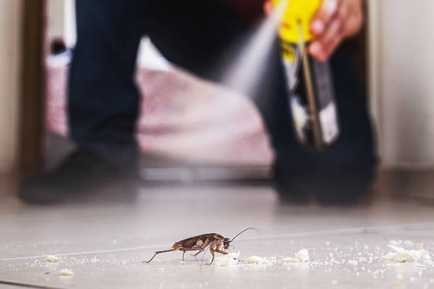 Best Termite Control Services  in Solana Beach, CA